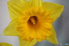 街の花