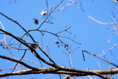 野鳥