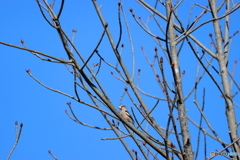 野鳥