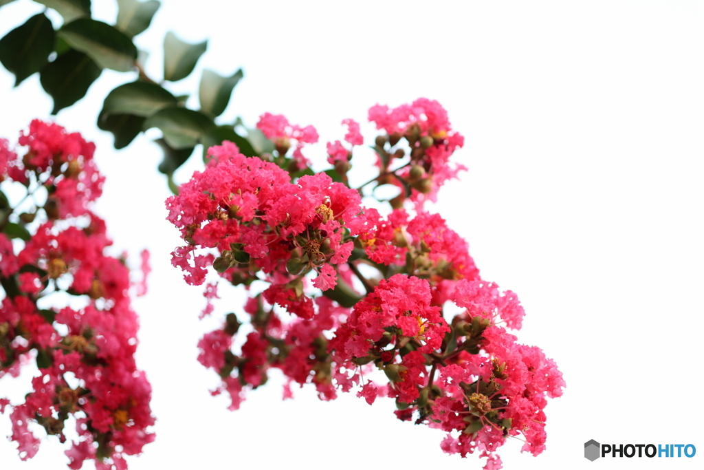 街の花