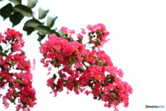 街の花