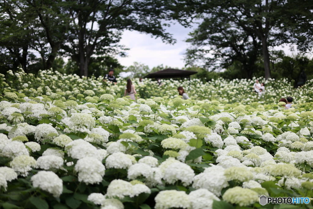 郷土の森