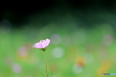 園の花