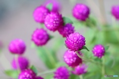 街の花