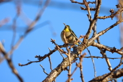 野鳥