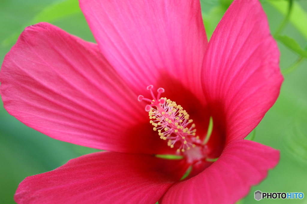 街の花