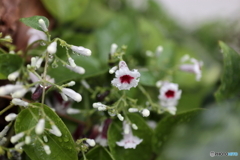 街の花