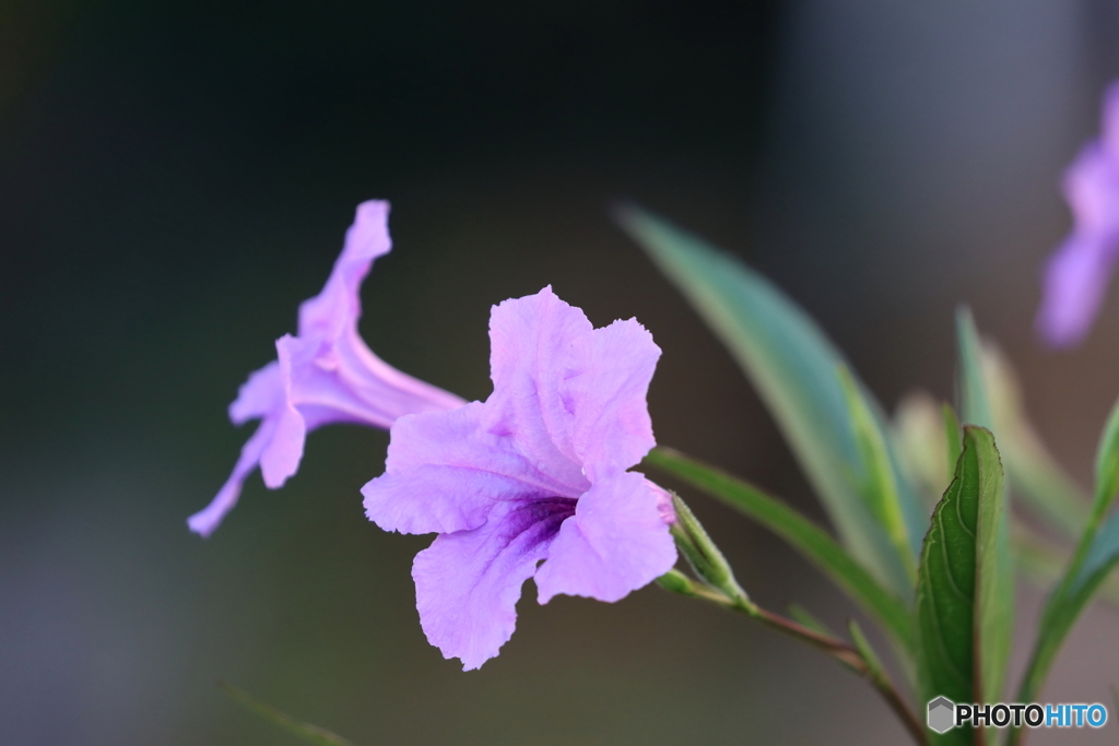 街の花