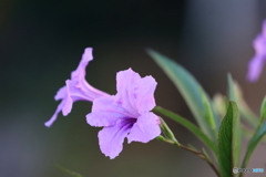 街の花