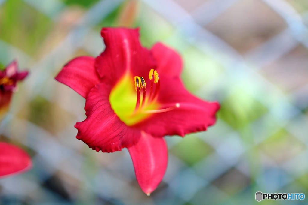 街の花