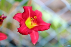 街の花