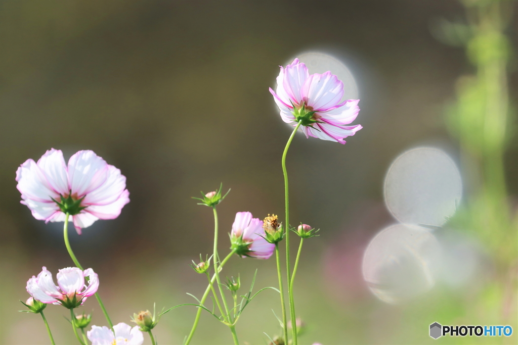 園の花