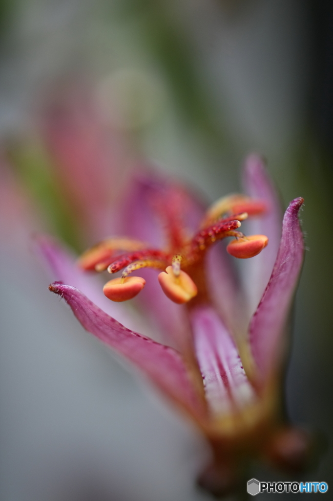 街の花