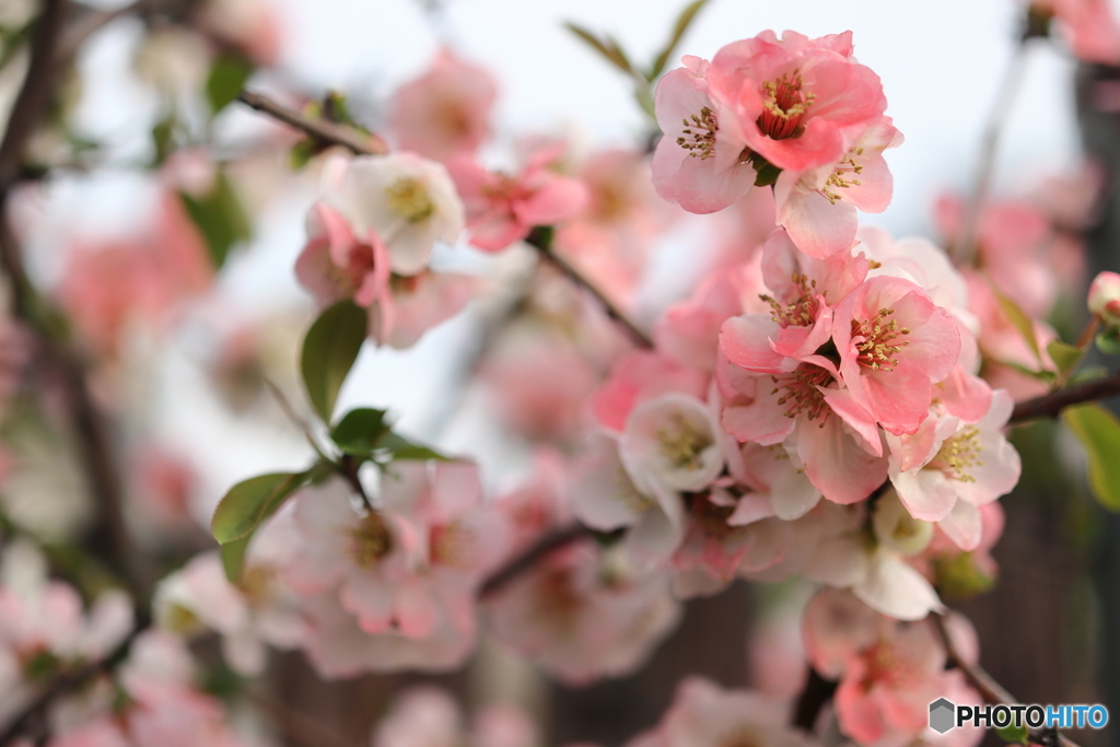 街の花