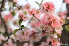 街の花