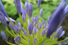 街の花
