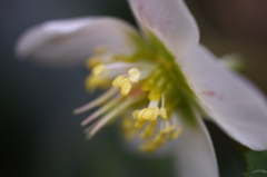 街の花