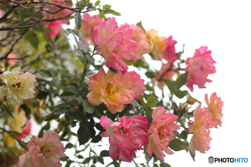 街の花