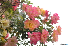 街の花