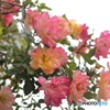 街の花