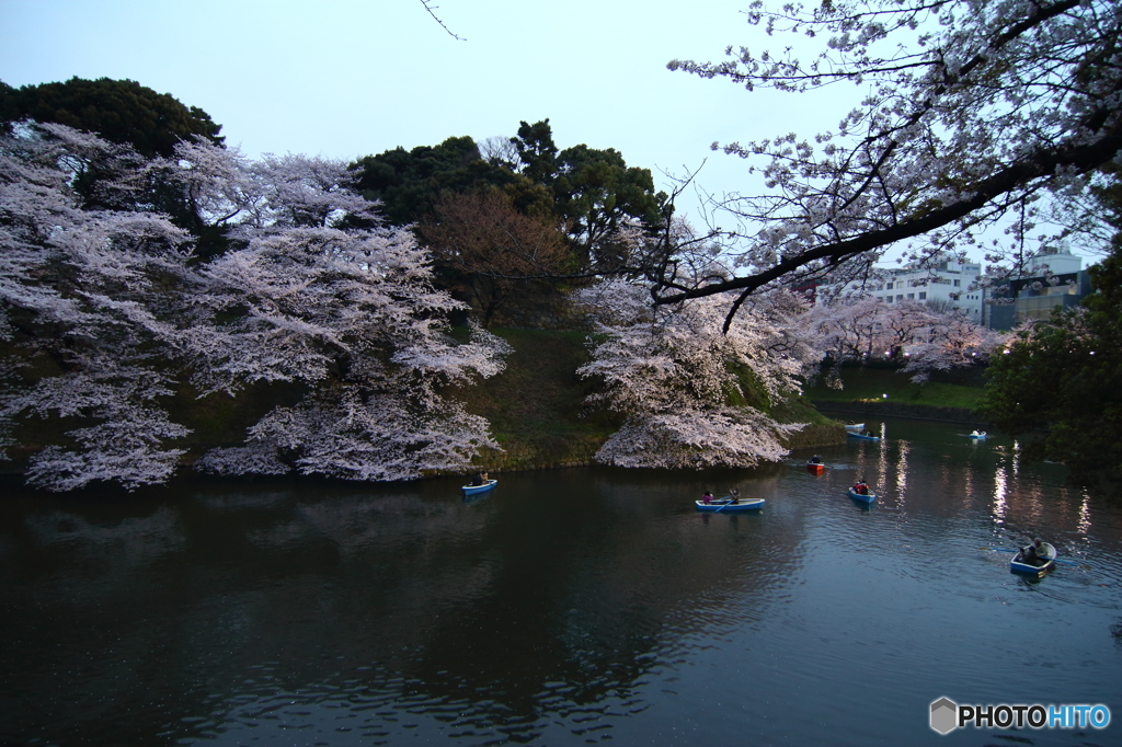 夜桜