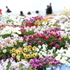 街の花