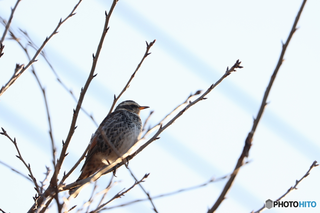 野鳥