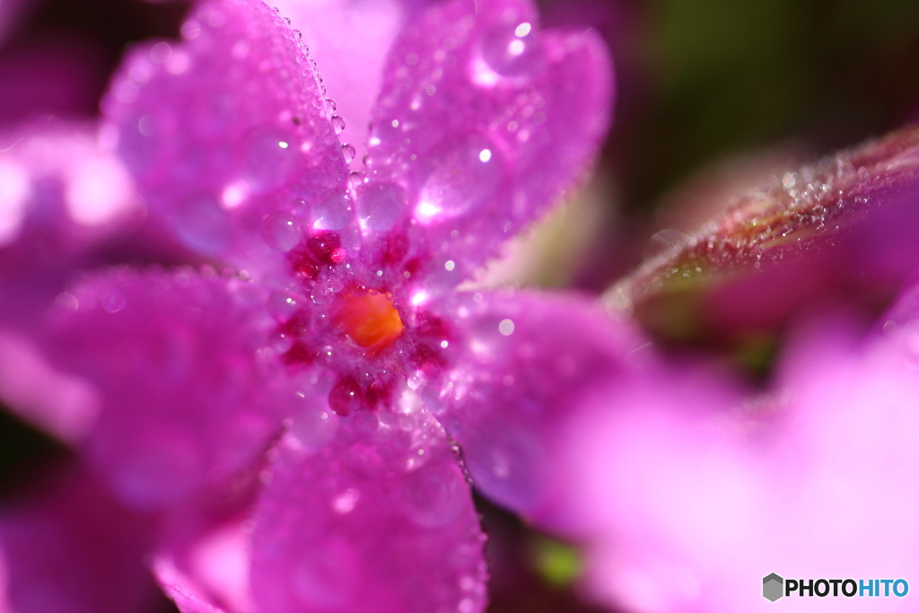 街の花