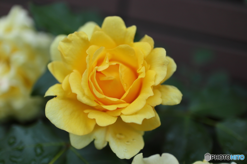 街の花