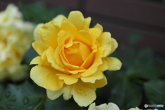 街の花