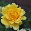街の花