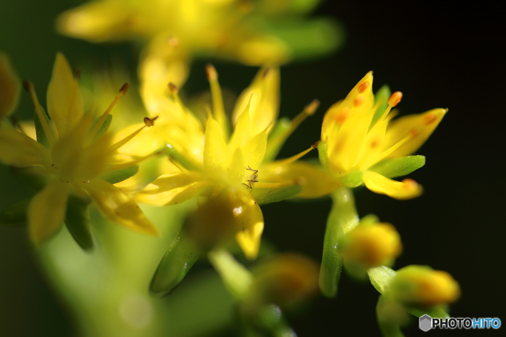 街の花