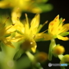 街の花