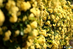 街の花