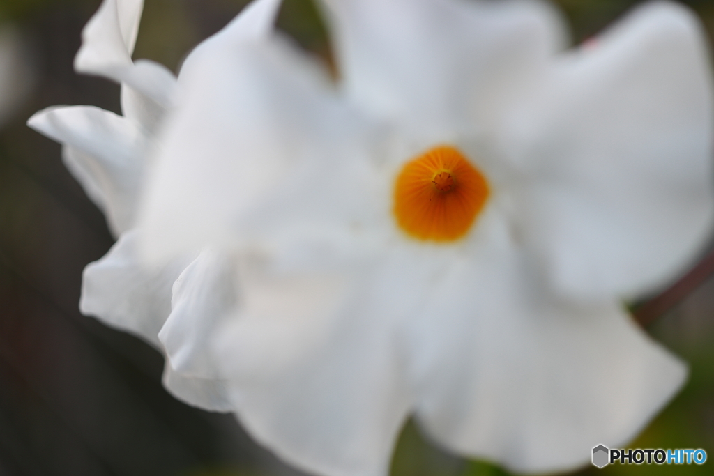 街の花