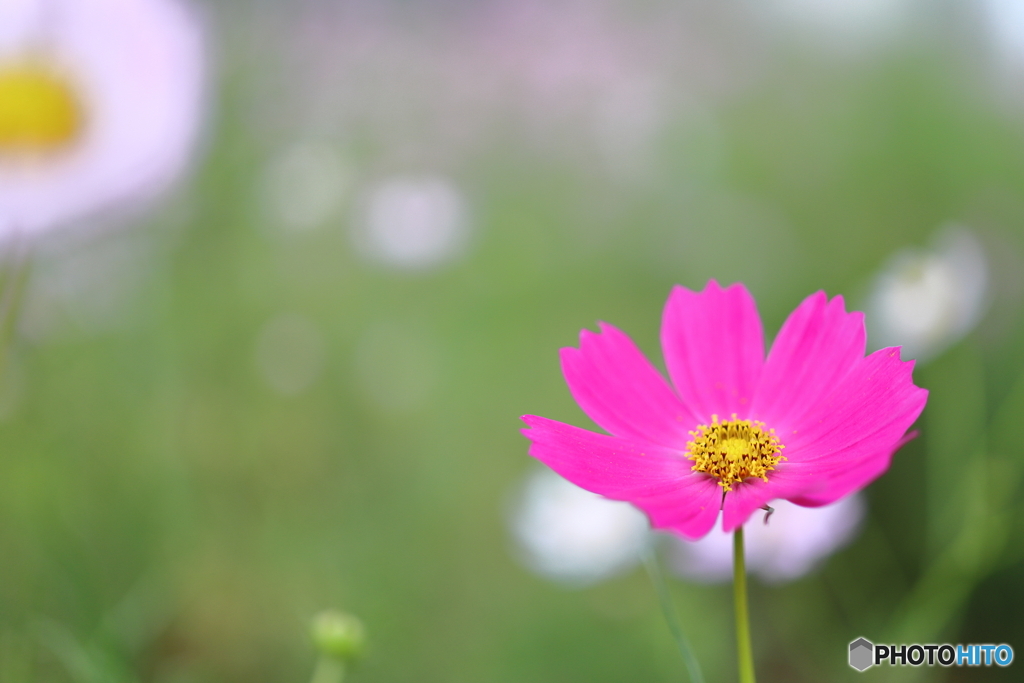 街の花