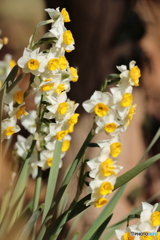 園の花