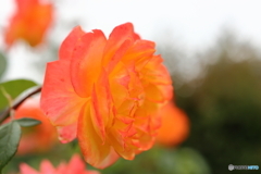 街の花