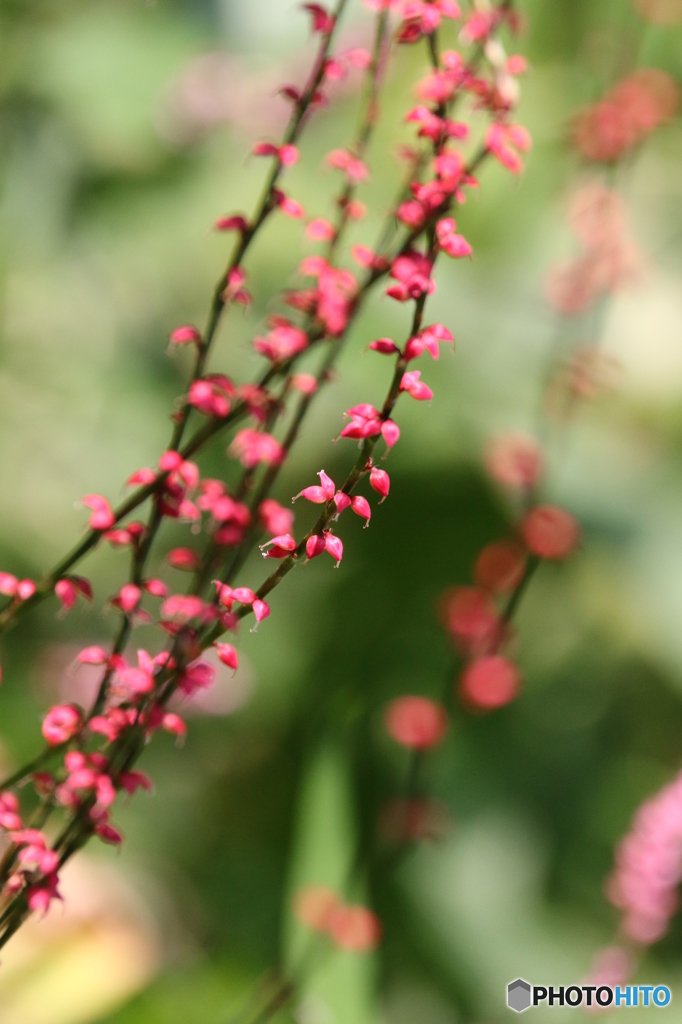 街の花