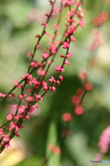 街の花