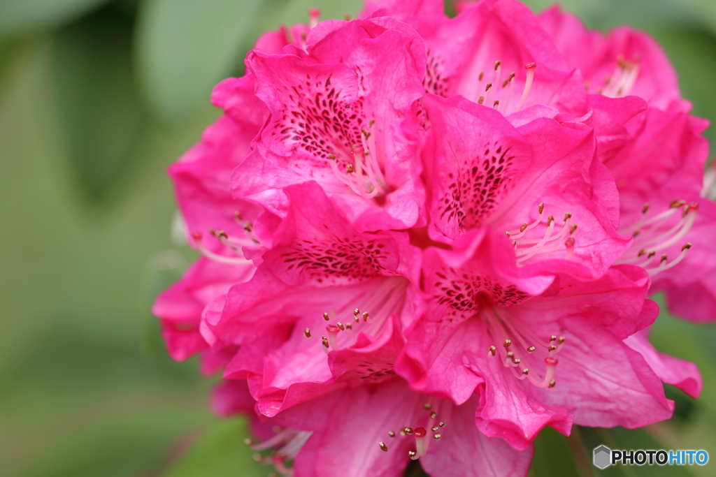 園の花
