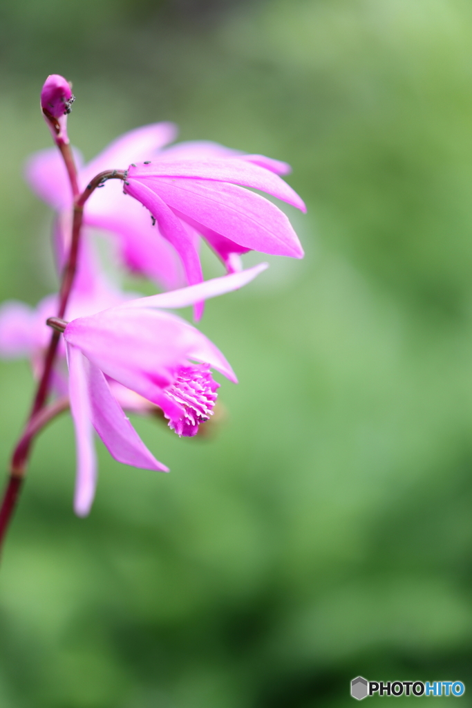 街の花