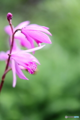 街の花