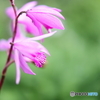 街の花