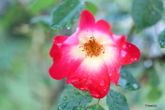 街の花