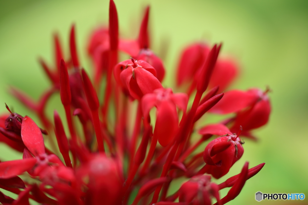 園の花