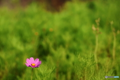 街の花