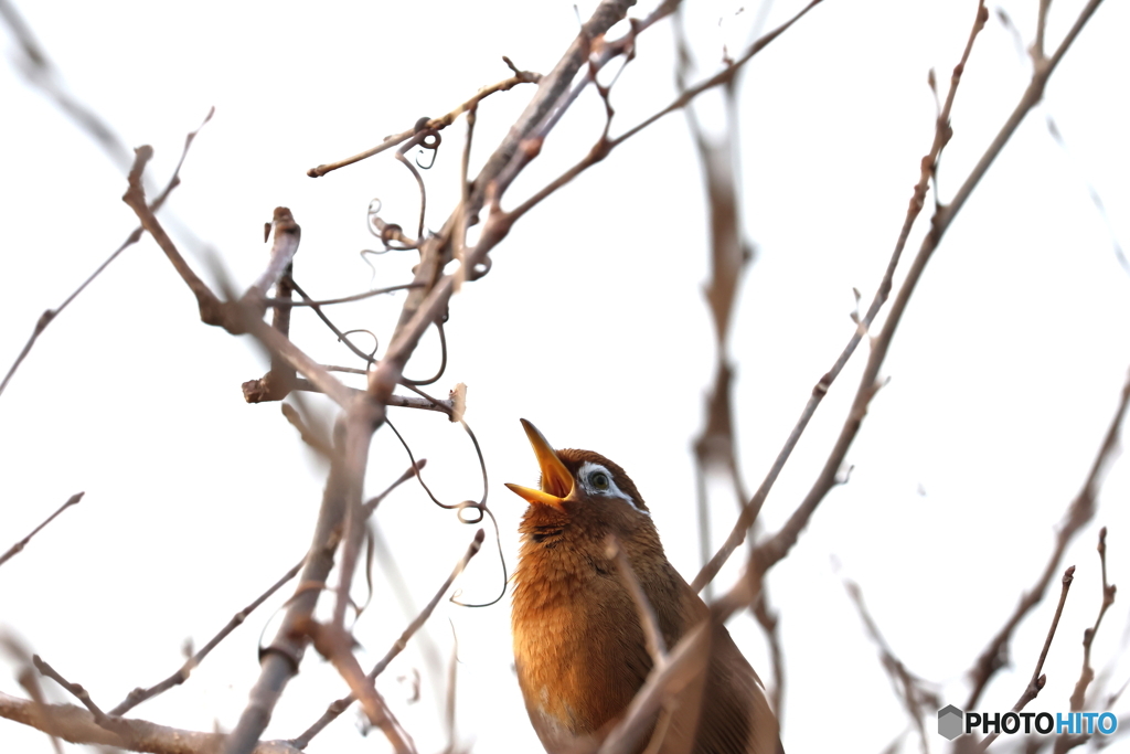 野鳥