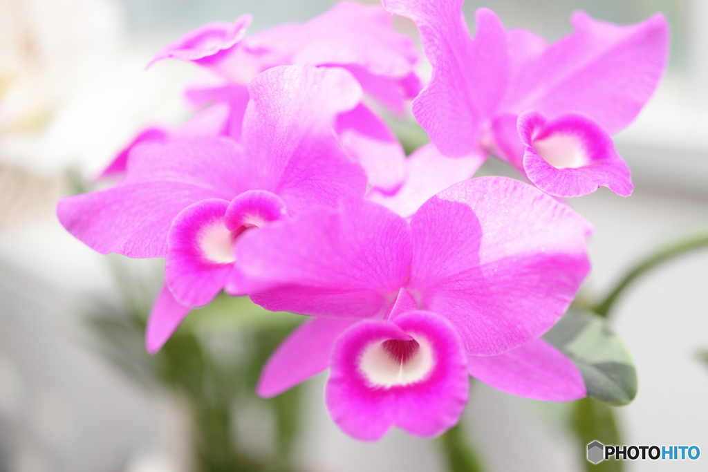 園の花