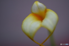 園の花